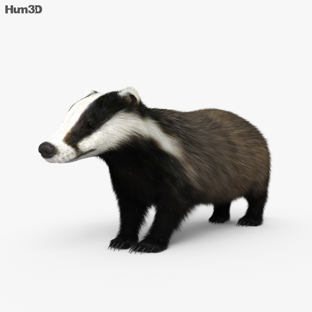 Badger HD 3d model