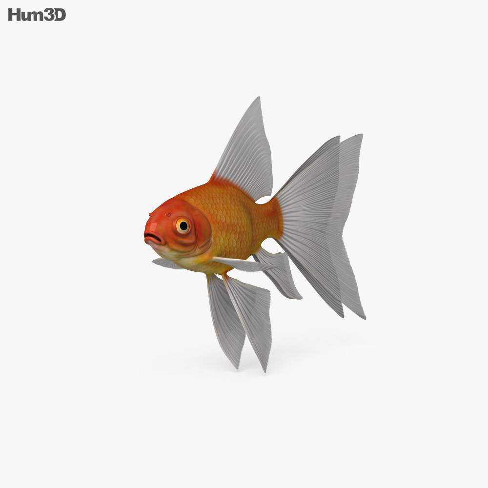 Fantail Goldfish HD 3d model