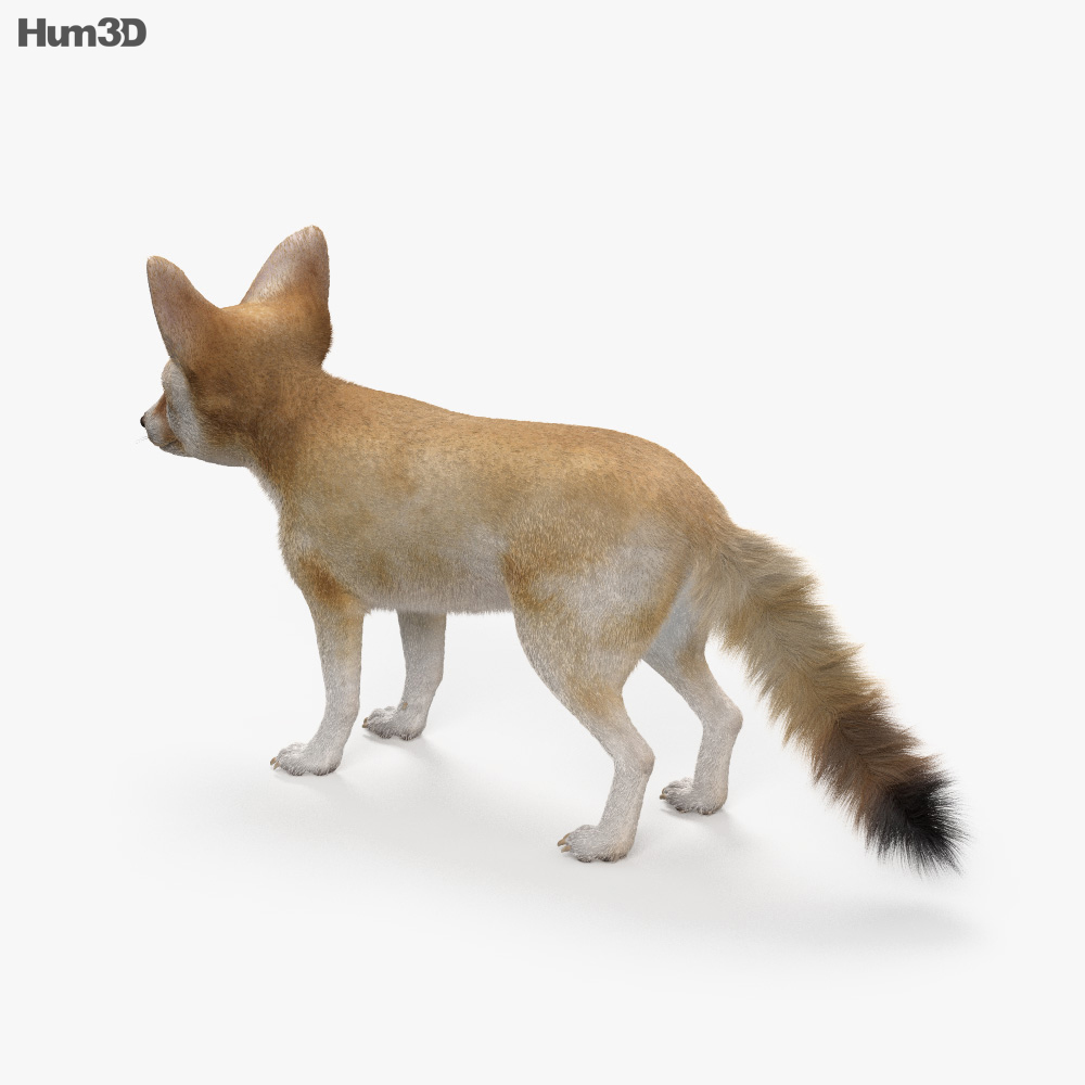 耳廓狐 3D模型
