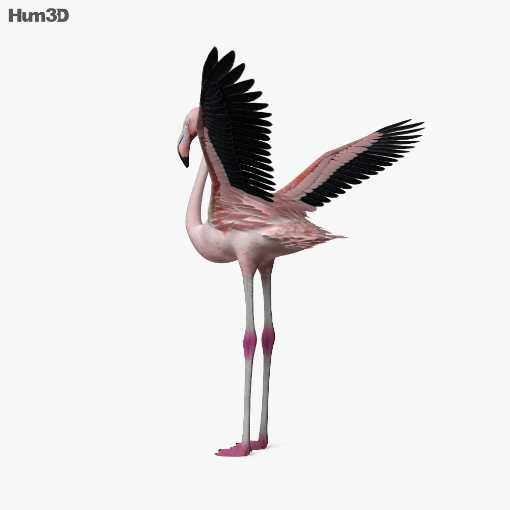 Flamingo HD 3d model