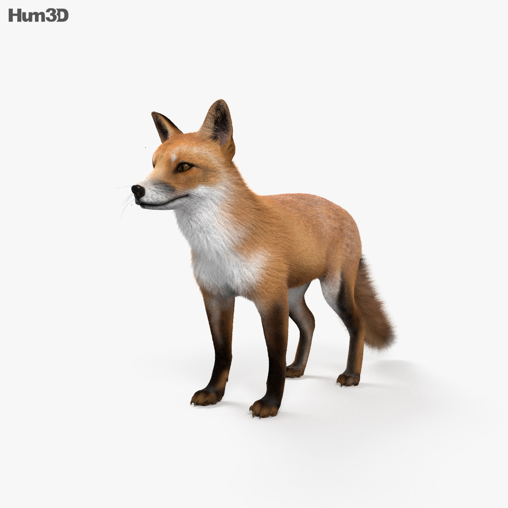 Animated European Red Fox 3D model - Animals on Hum3D