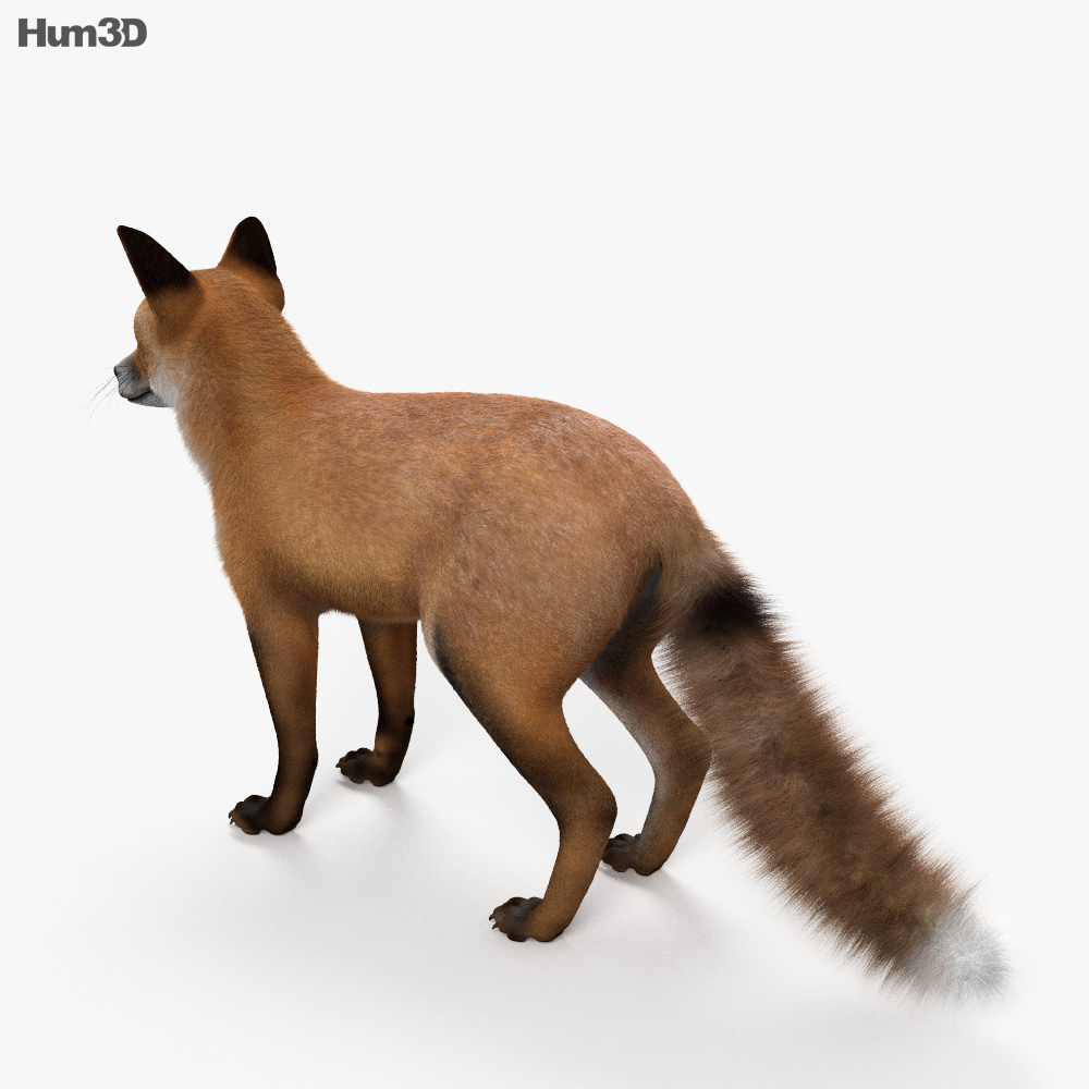 赤狐 3D模型