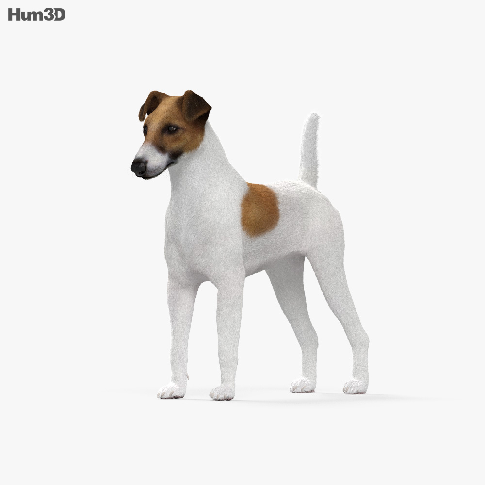 Fox terrier Modello 3D