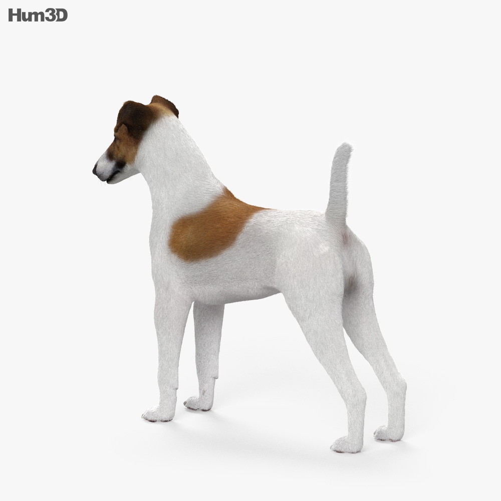 Fox terrier Modelo 3D