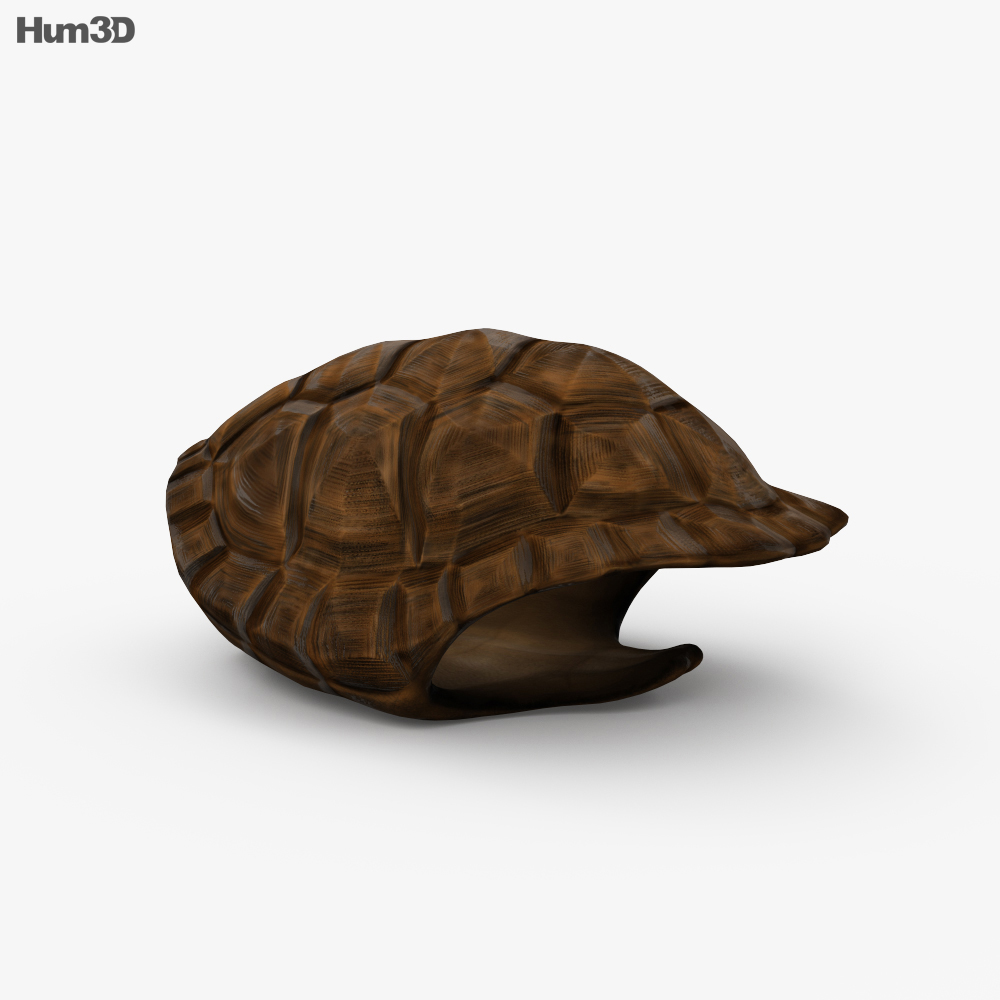 Turtle Shell 3d model