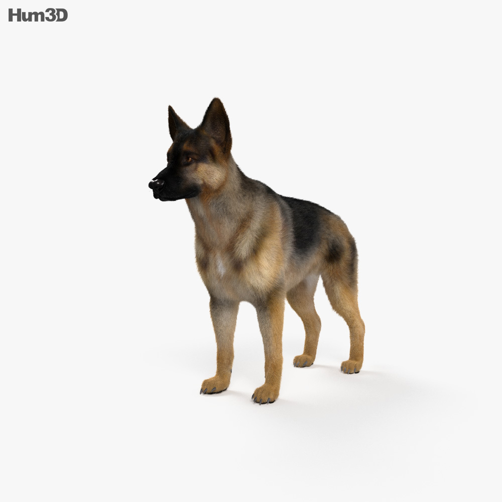 Deutscher Schäferhund 3D-Modell