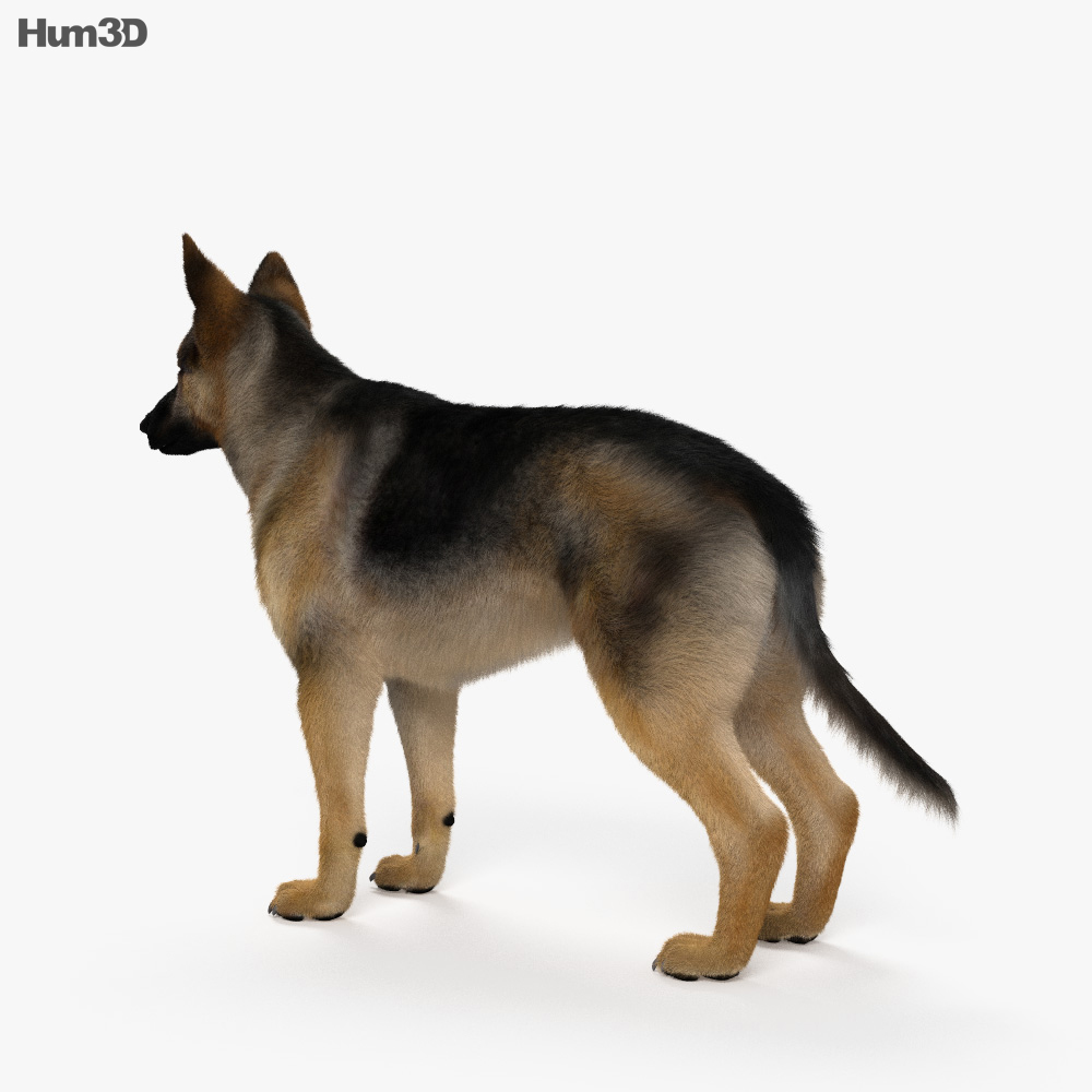 German Shepherd HD 3d model