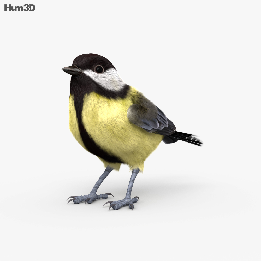 Carbonero común Modelo 3D