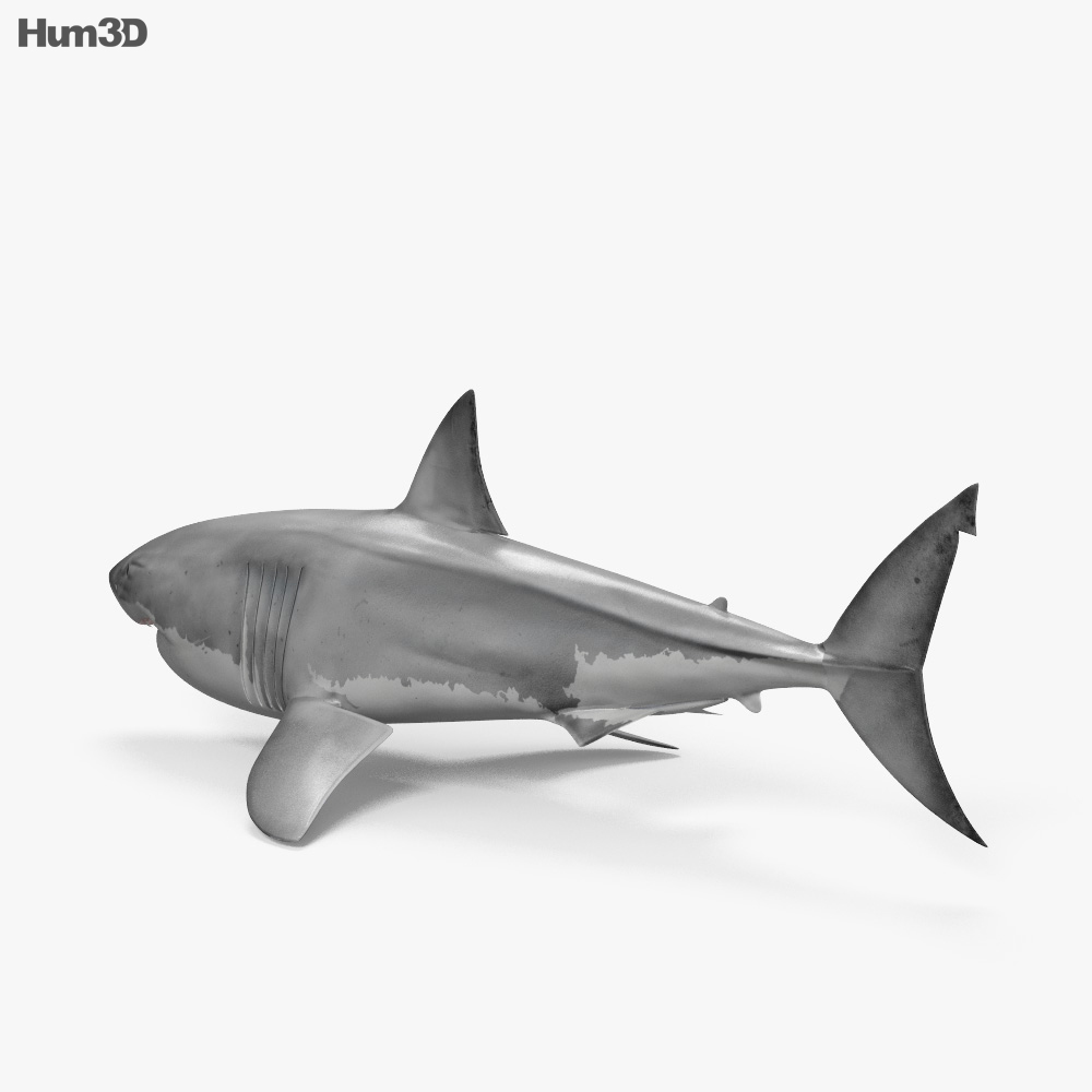Grand requin blanc Modèle 3d
