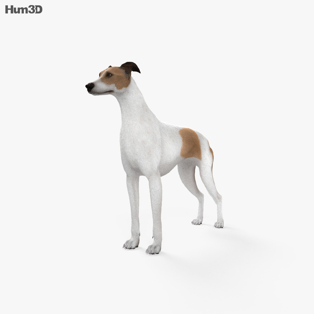 格雷伊獵犬 3D模型