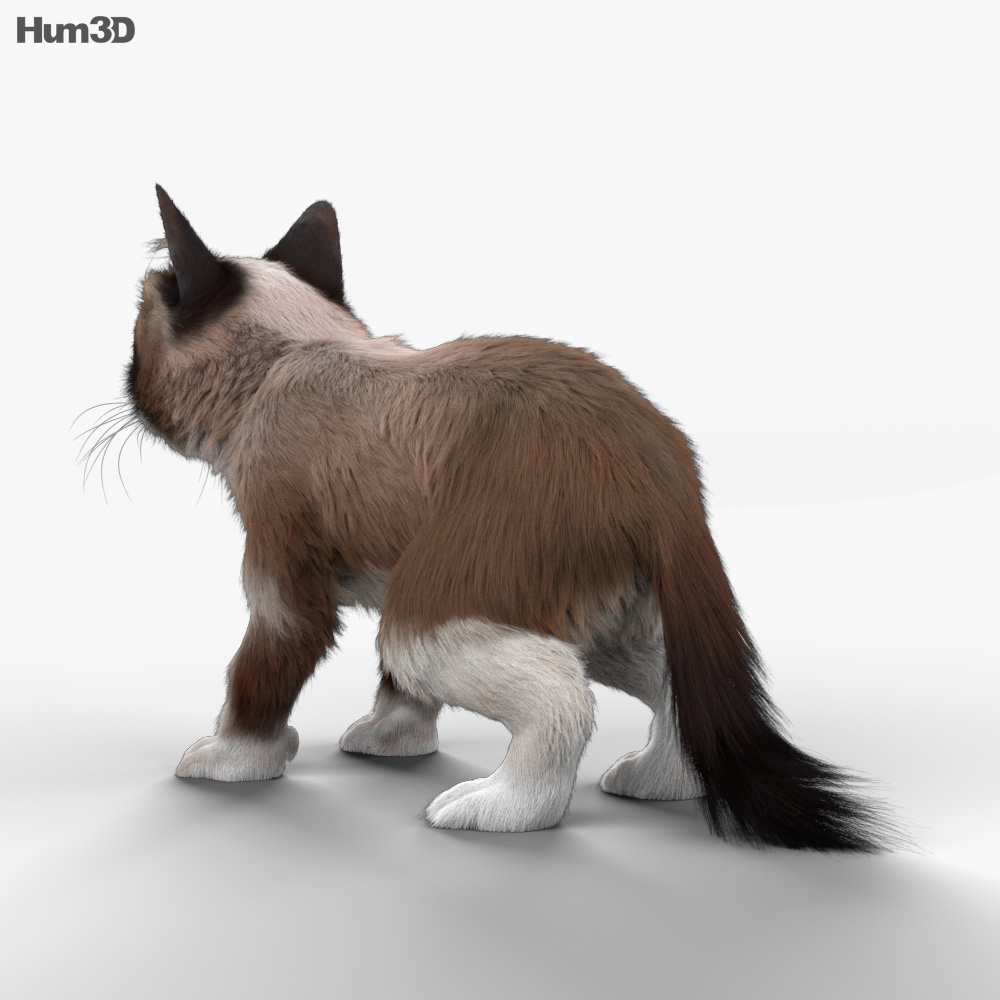 Grumpy Cat Modelo 3d