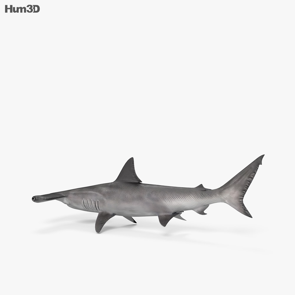 Requin-marteau Modèle 3d