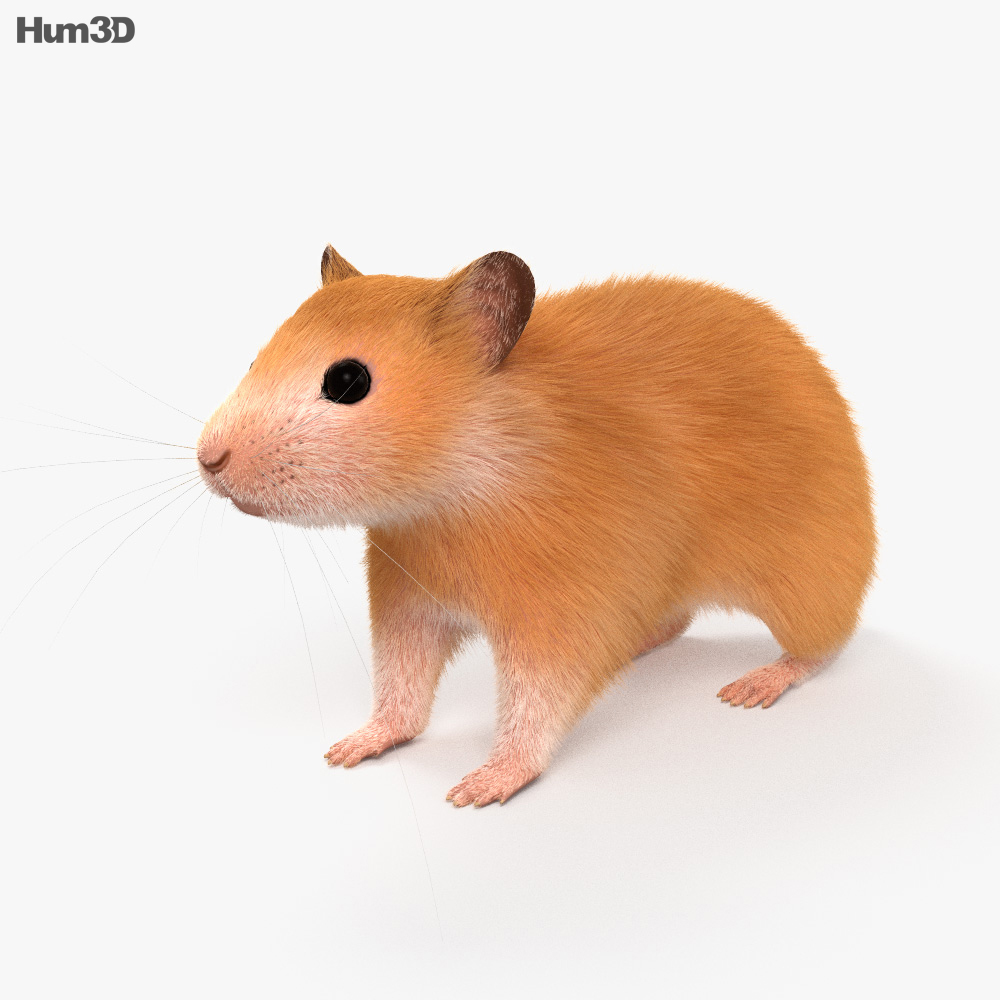 Hamster HD 3d model