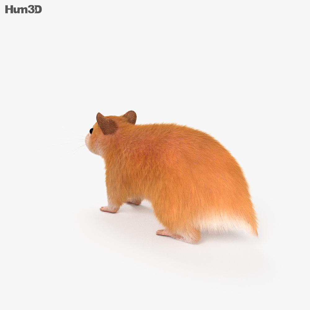 Hamster HD 3D model Animals on Hum3D