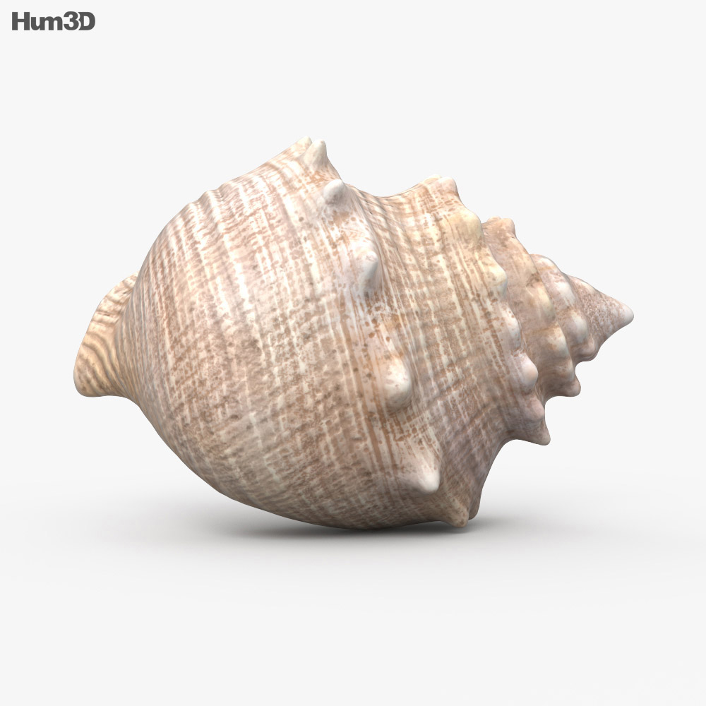 Seashell 3d model