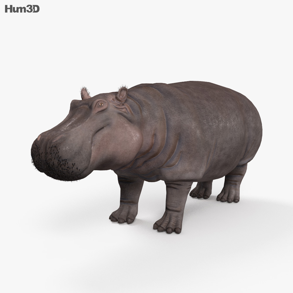 Hippopotame Modèle 3d