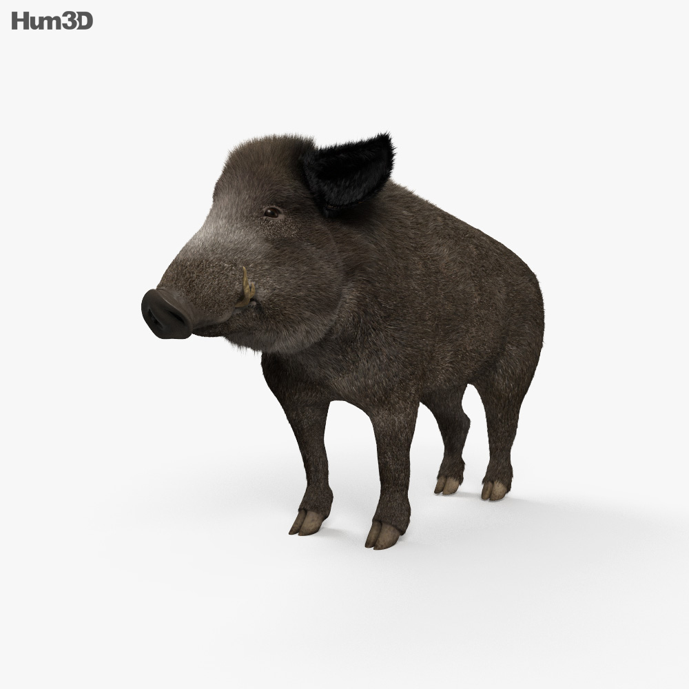 Wild Boar HD 3d model