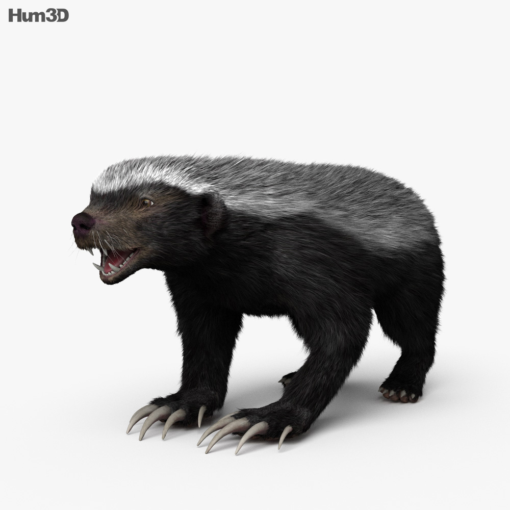 Honey Badger HD 3d model