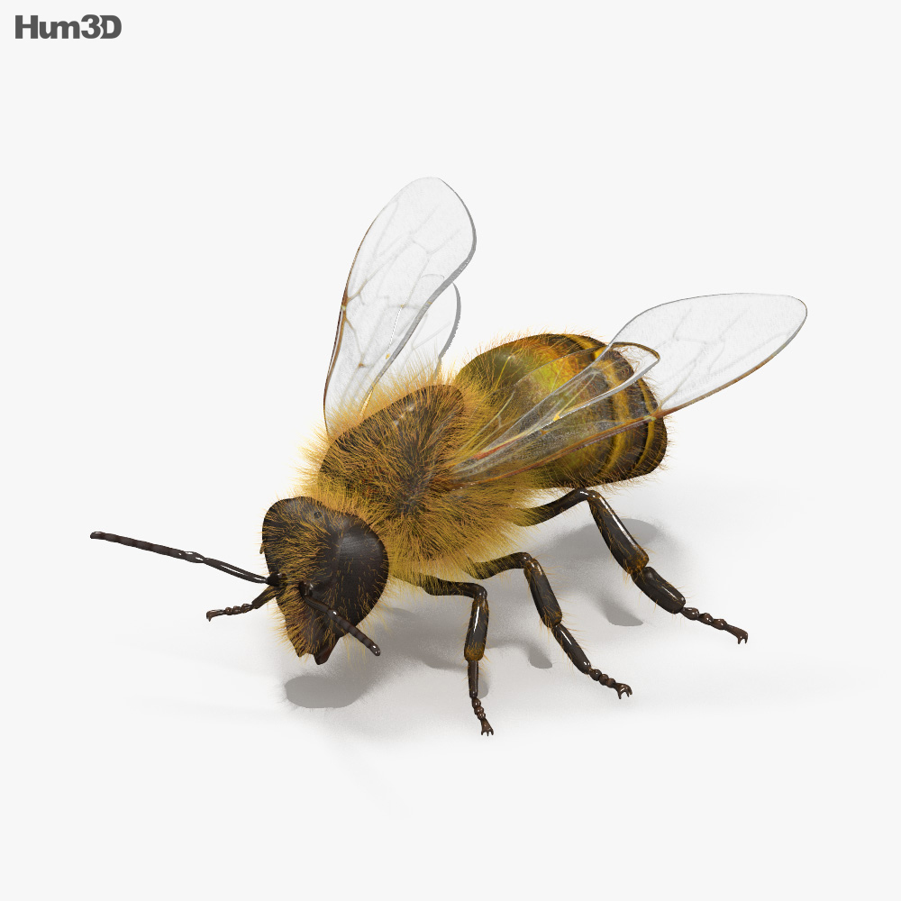 Honey Bee HD 3d model