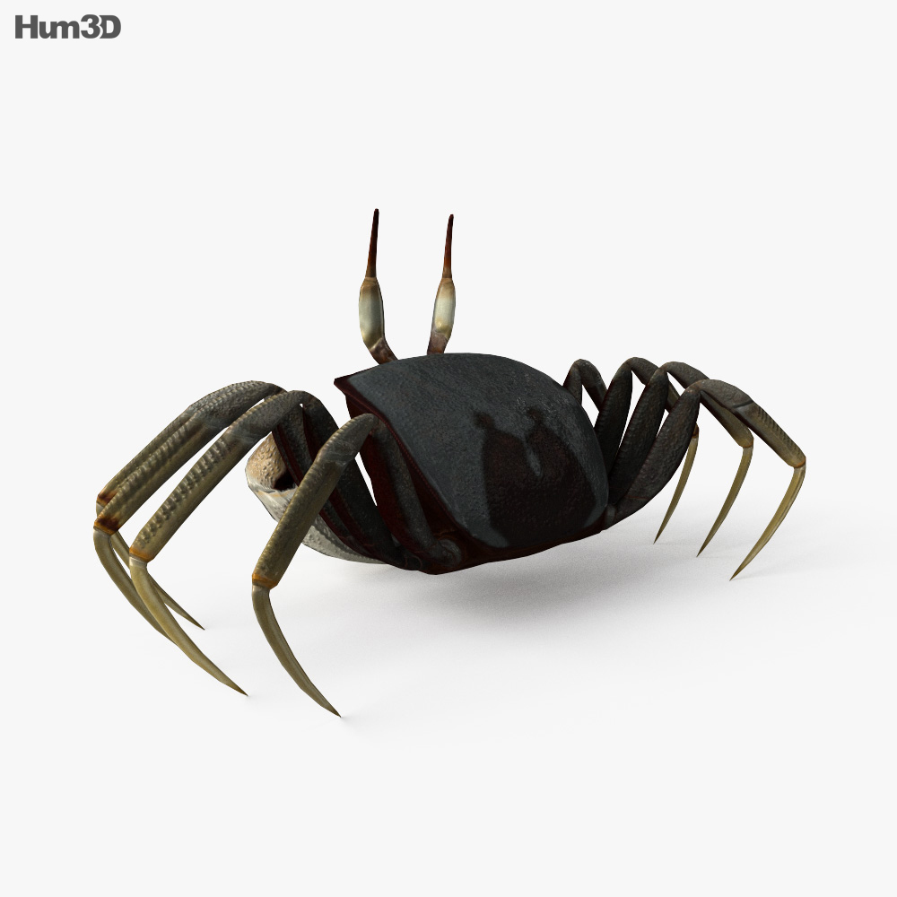 Crabe fantôme cornu Modèle 3d