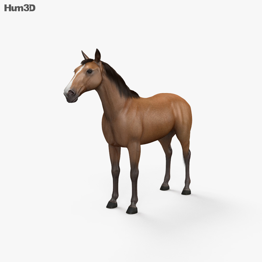 Animated Horse 3D model - Animals on Hum3D