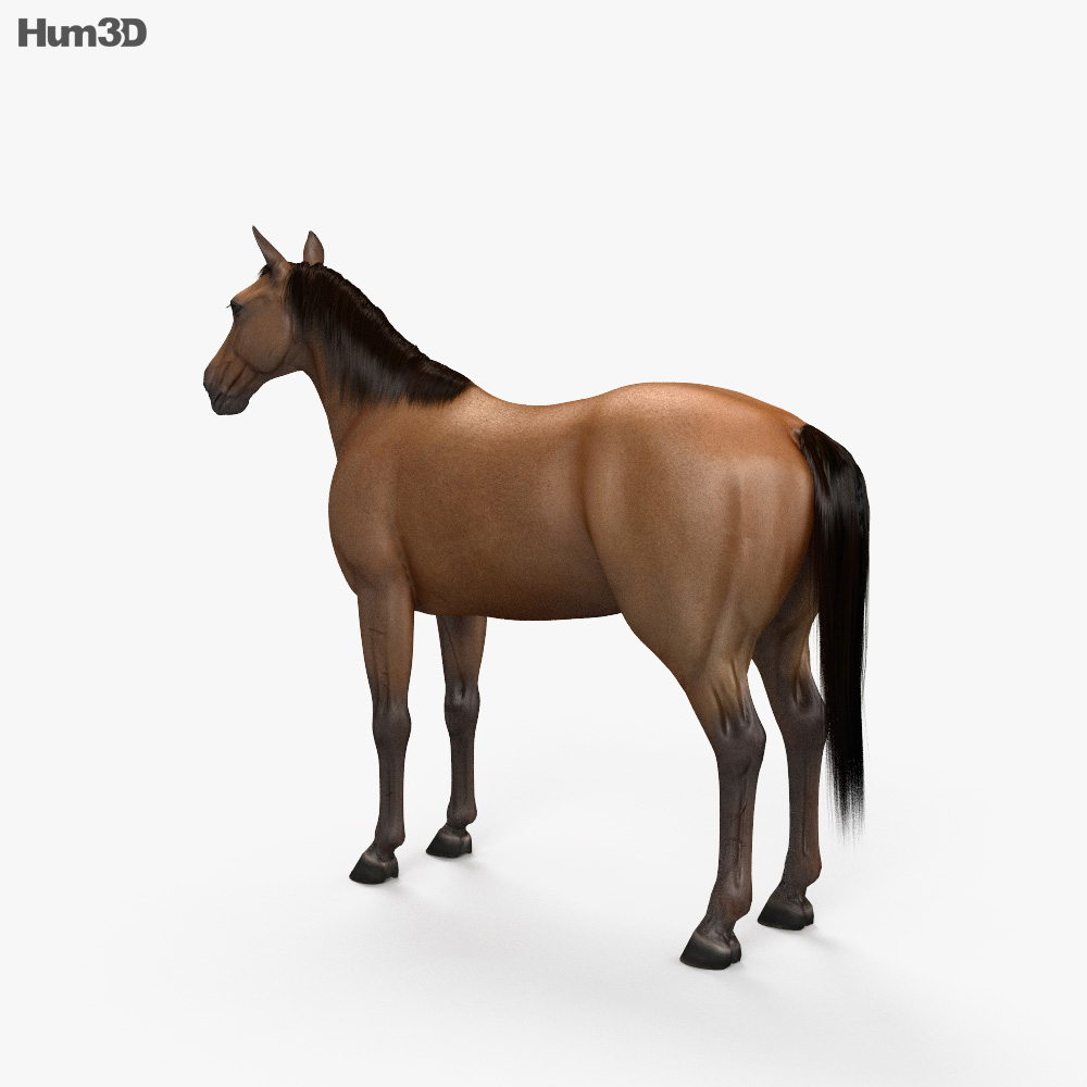 Кінь 3D модель