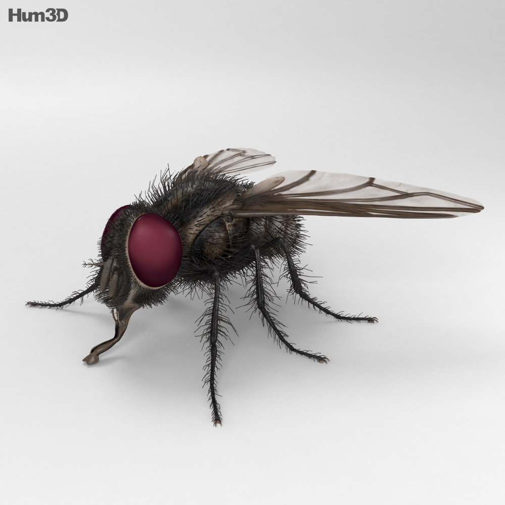 Housefly HD 3D model Animals on Hum3D