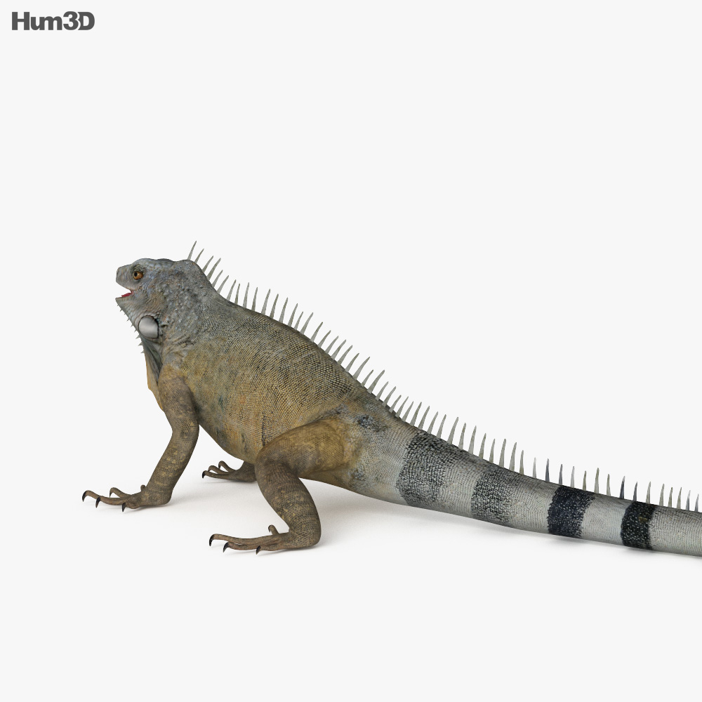鬣蜥 3D模型
