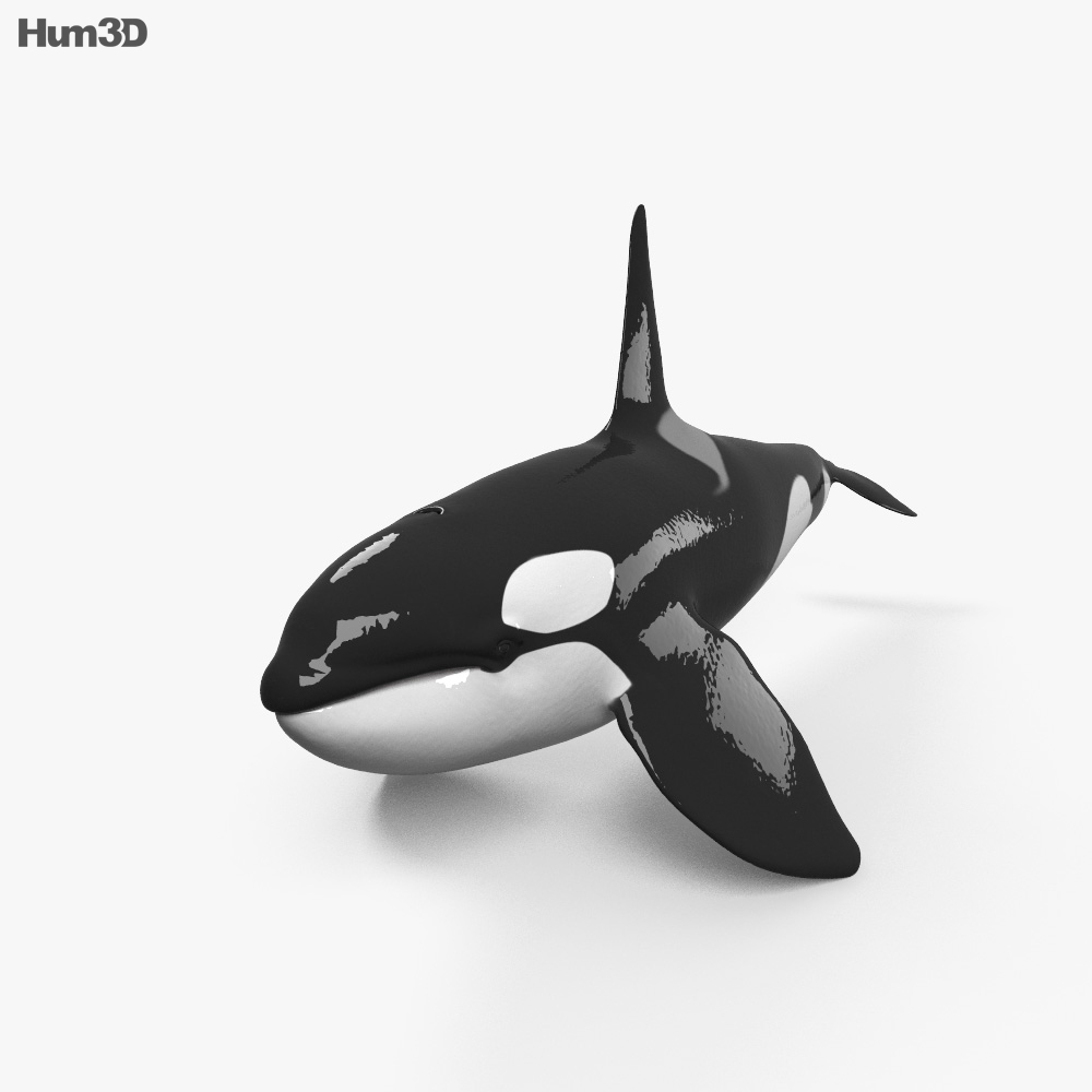 Animated Killer Whale 3D model - Animals on Hum3D