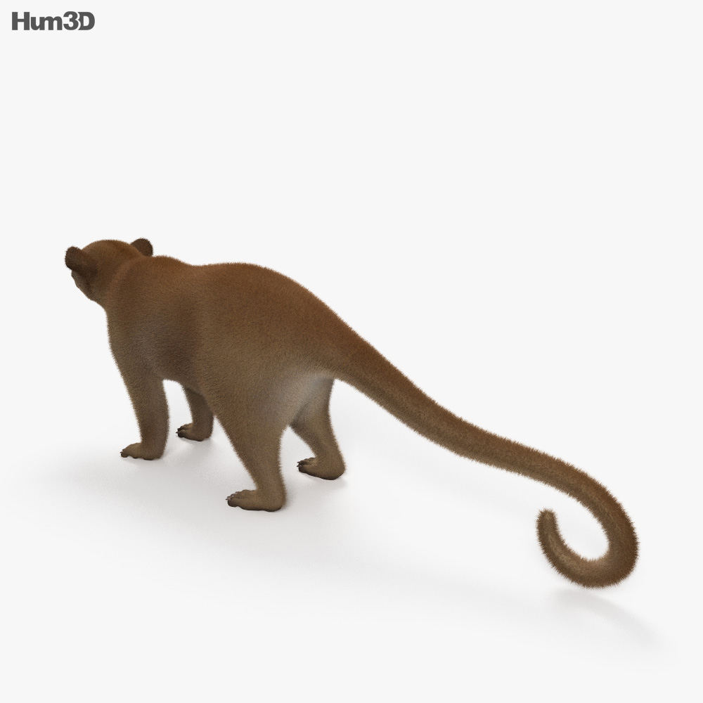 蜜熊 3D模型