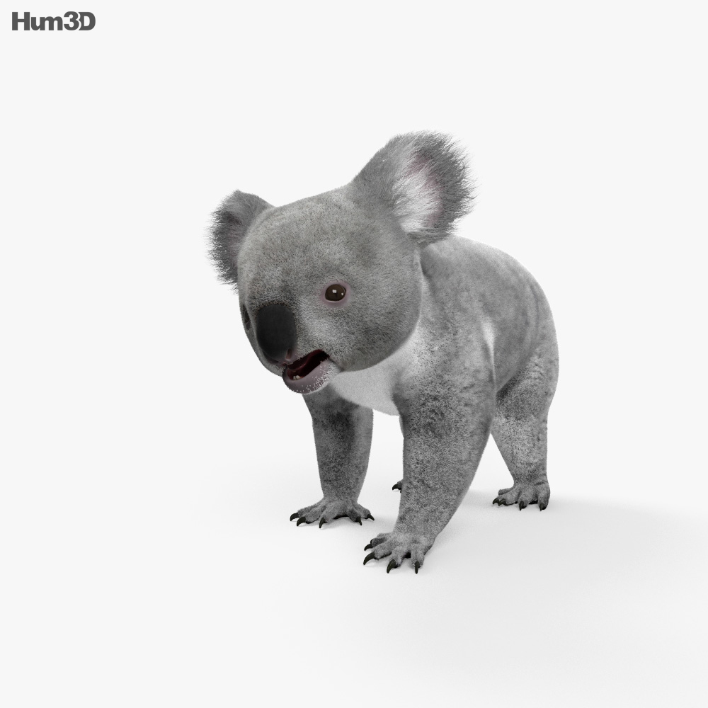 Koala Modèle 3d