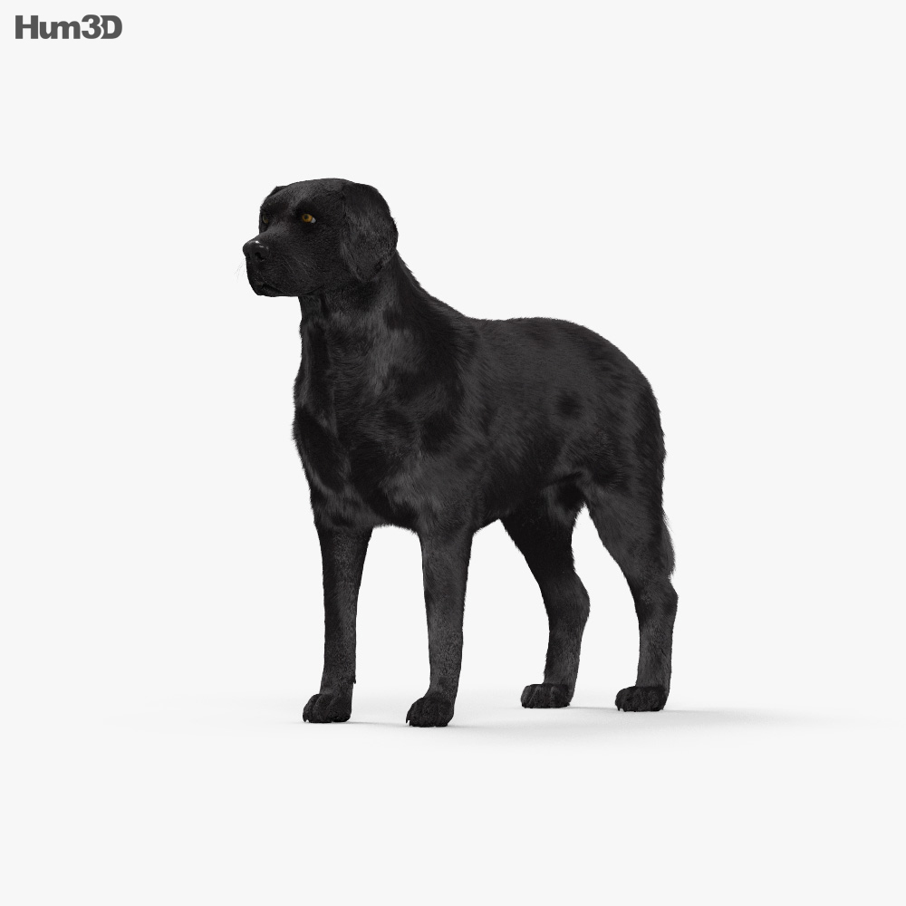 Labrador Retriever Noir Modèle 3d