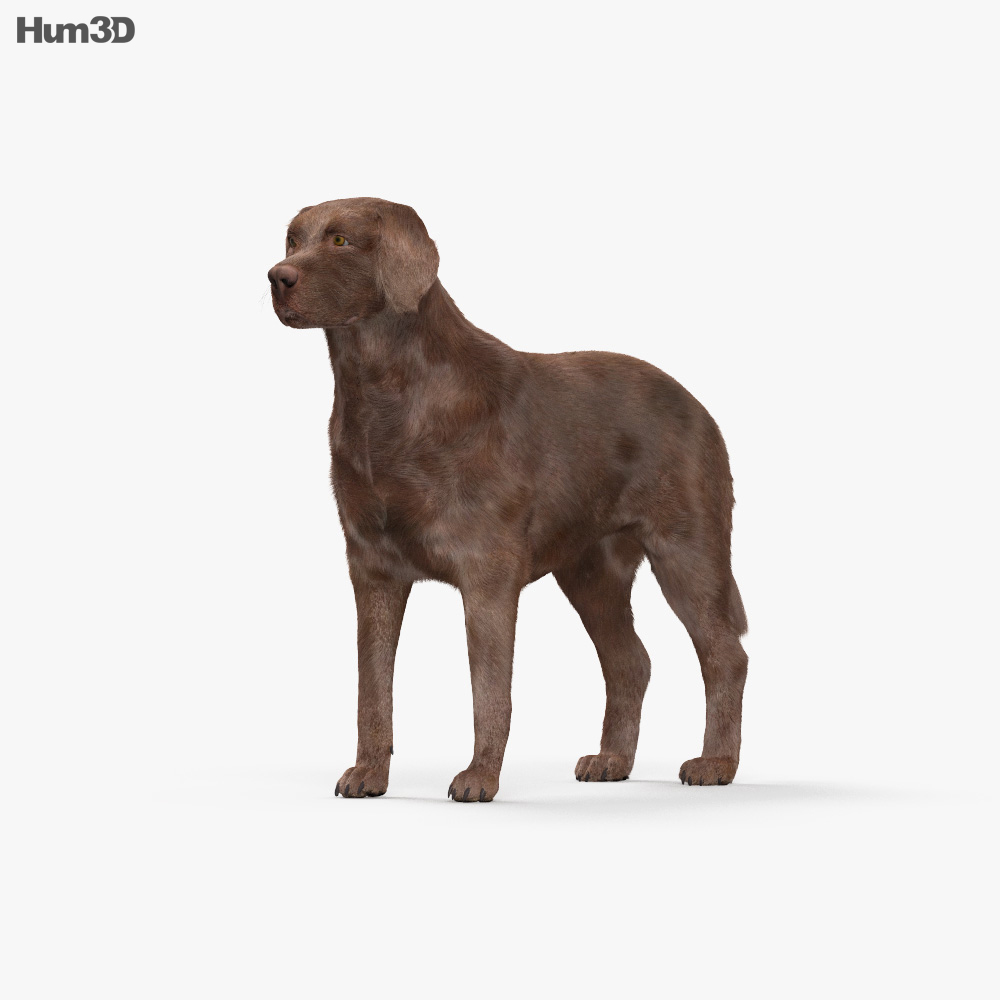 Labrador Retriever Schokolade 3D-Modell