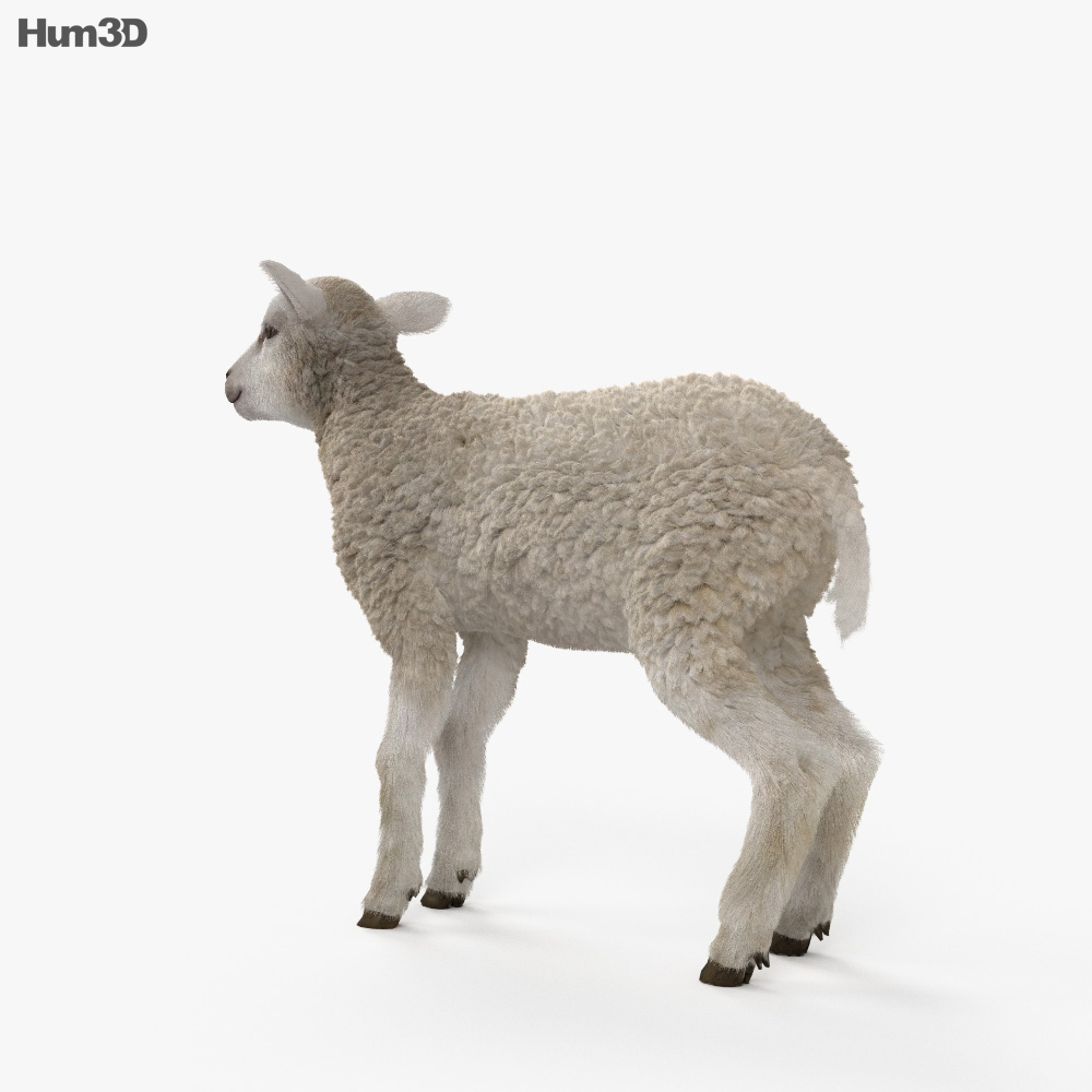 Lamb HD 3d model