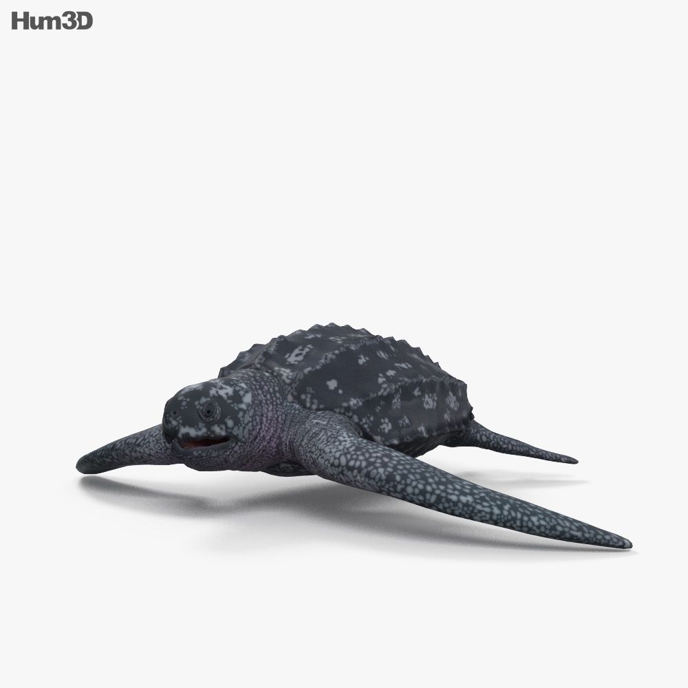 Animated Leatherback Sea Turtle 3D model - Animals on Hum3D