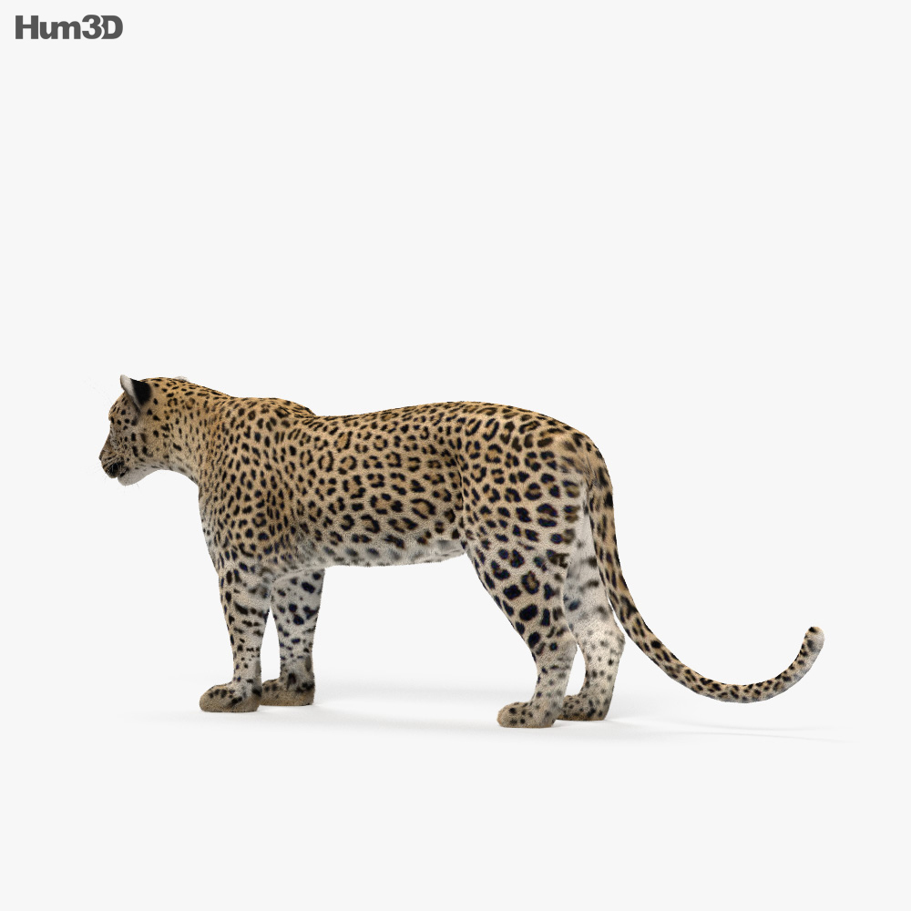 Leopardo Modello 3D