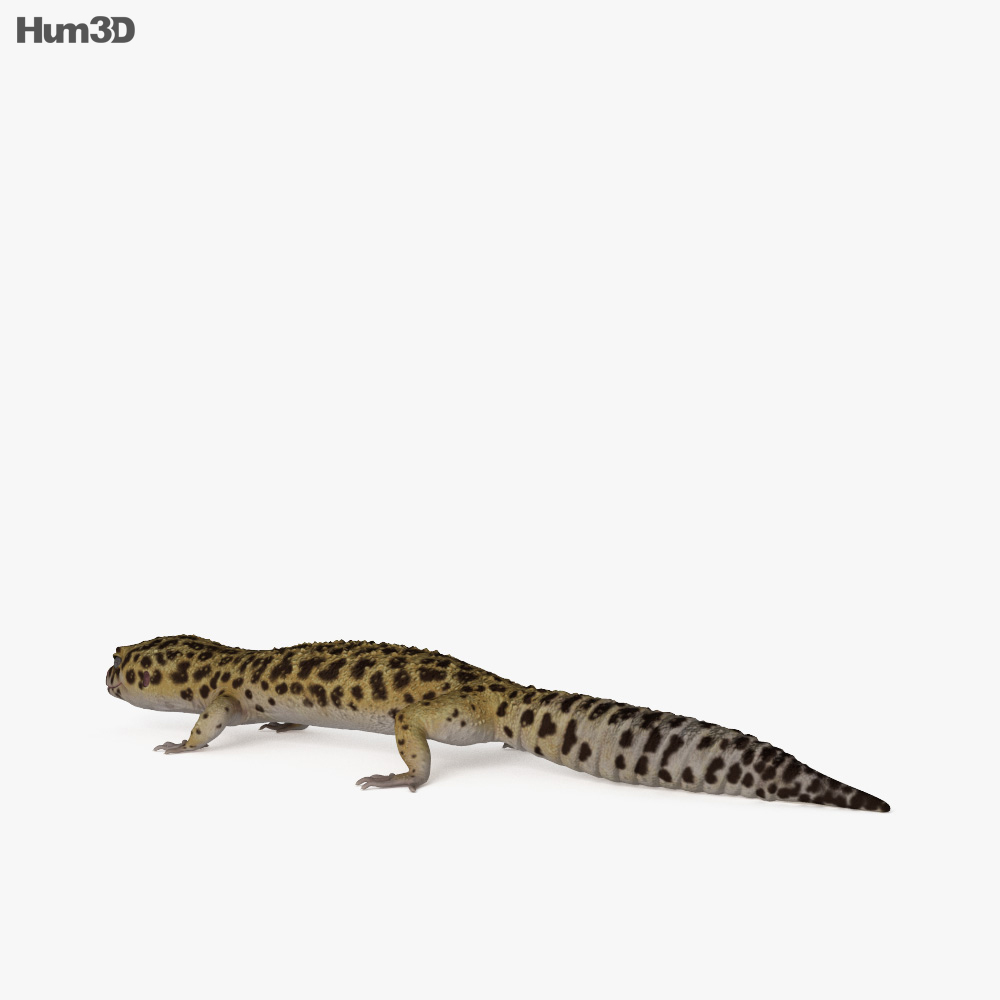 Geco leopardo Modello 3D
