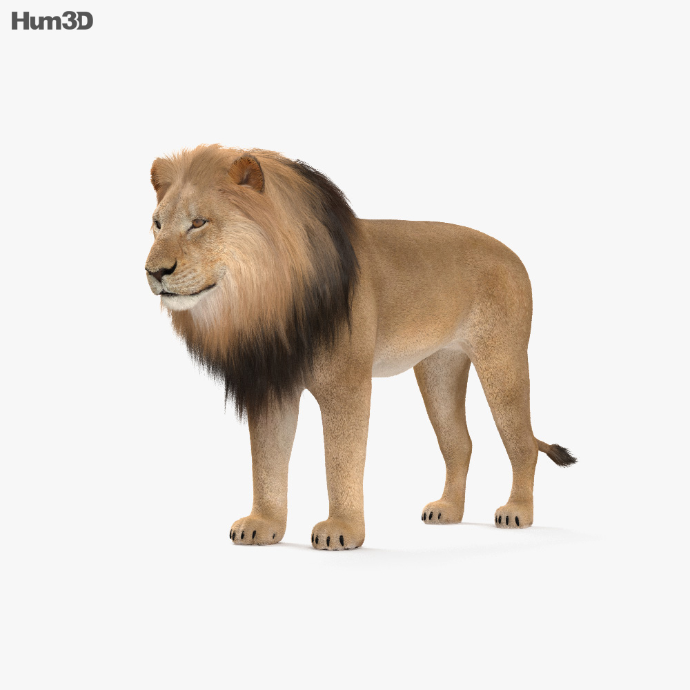 Lion Modèle 3d
