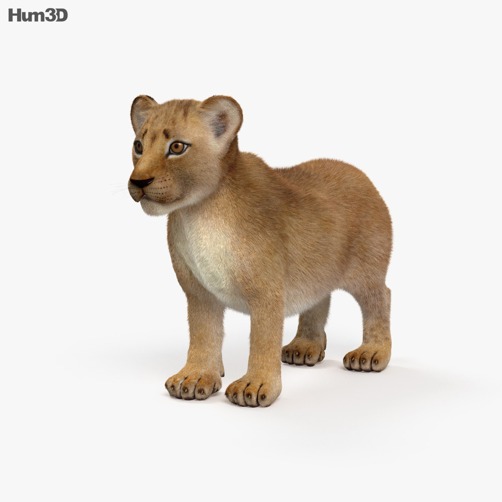 Lion Cub Hd 3d Model Animals On Hum3d
