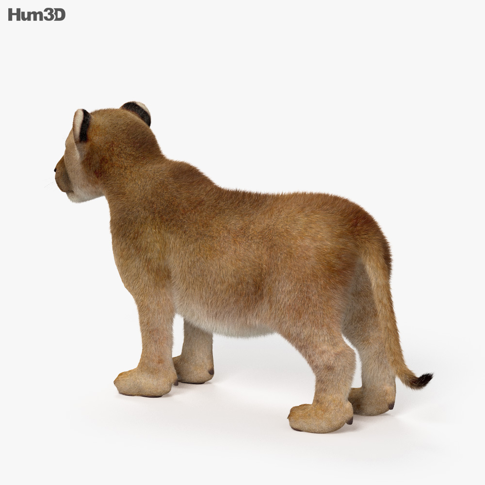 Löwenjunges 3D-Modell
