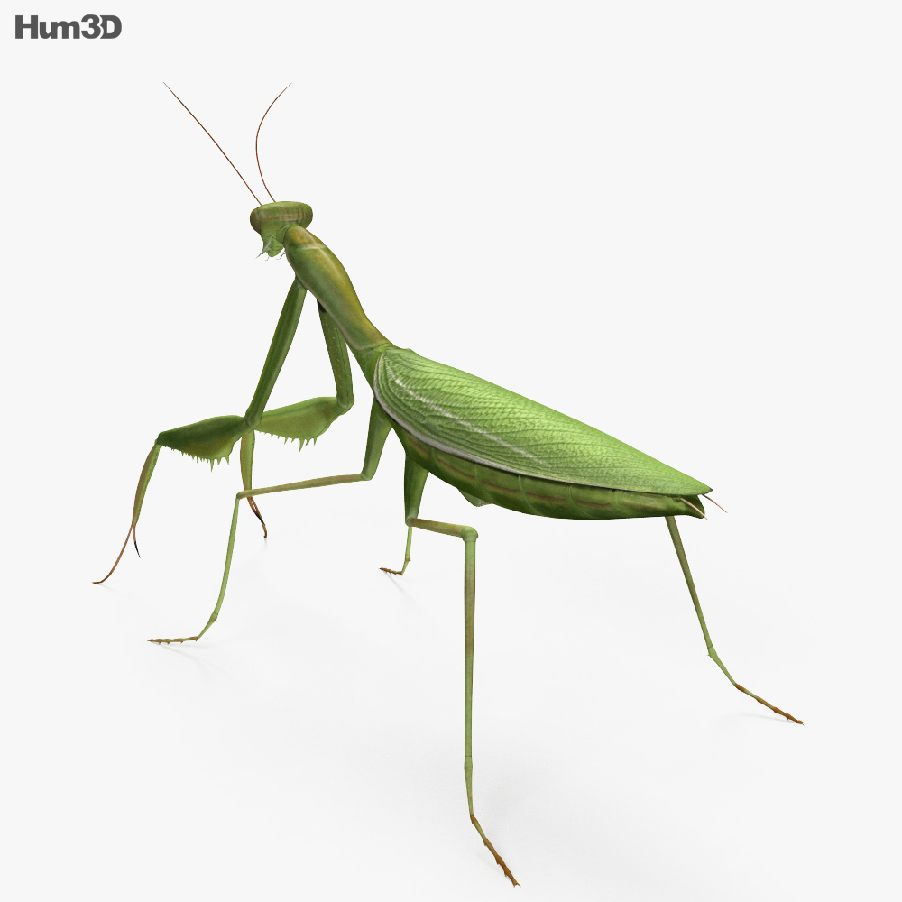 Mantis HD 3d model