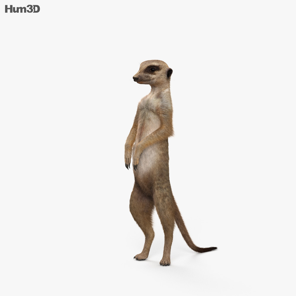 Meerkat HD 3d model