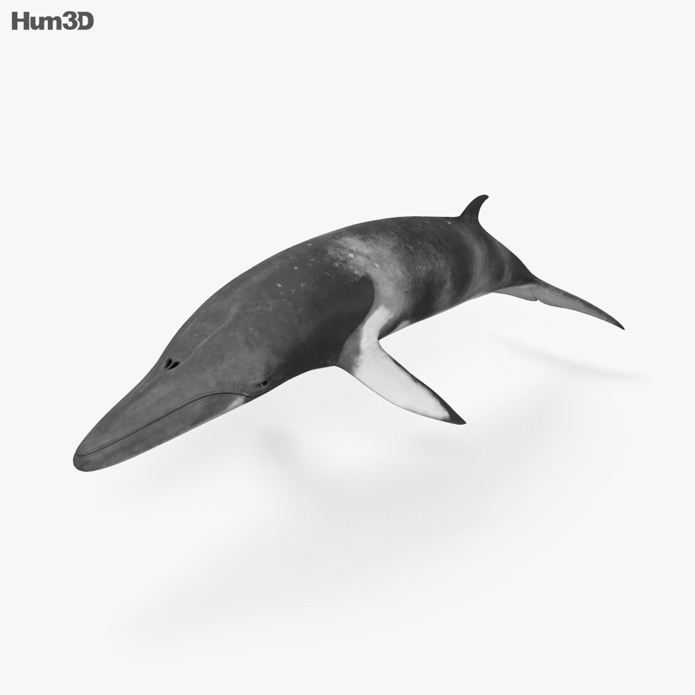 Minke Whale HD 3d model
