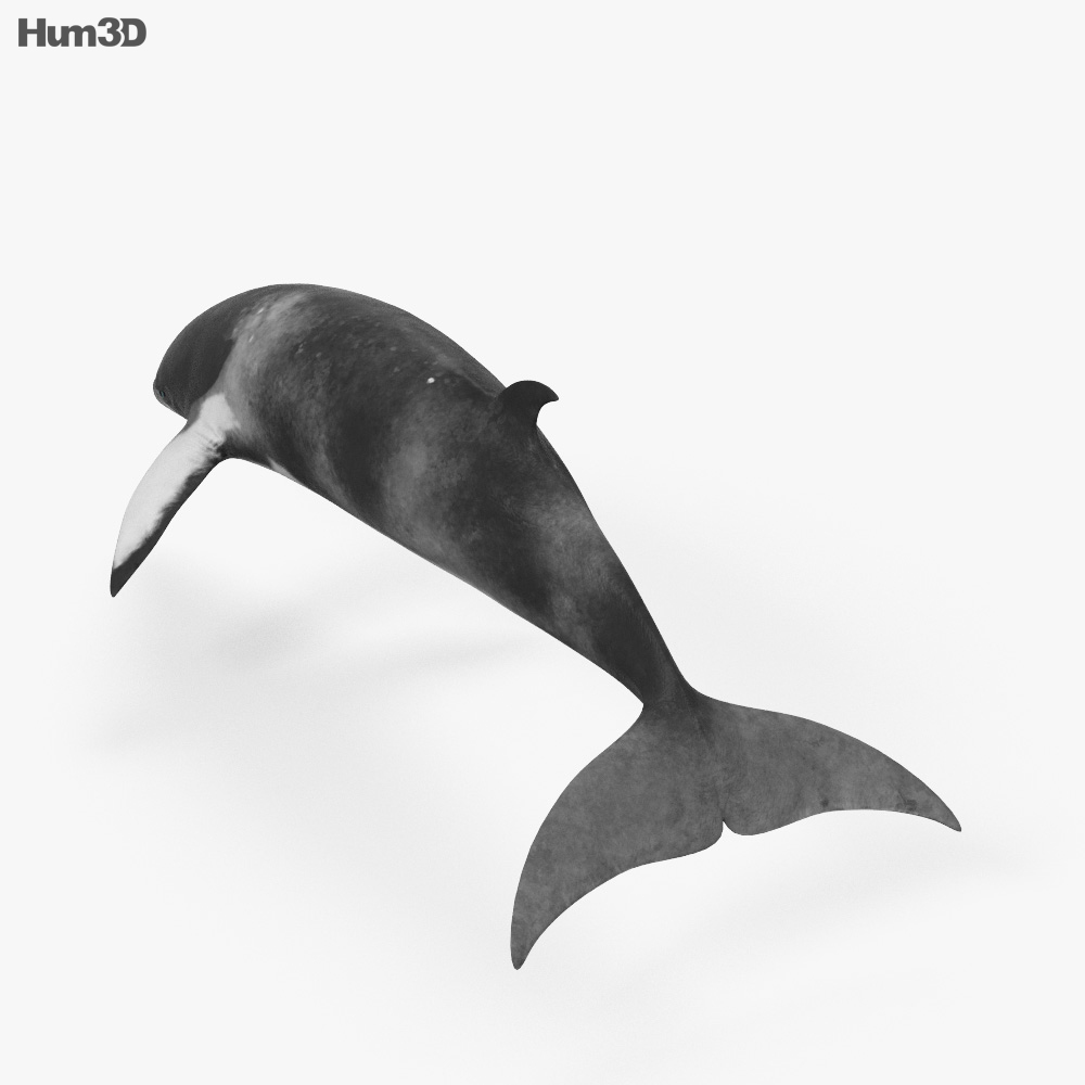 ミンククジラ 3Dモデル
