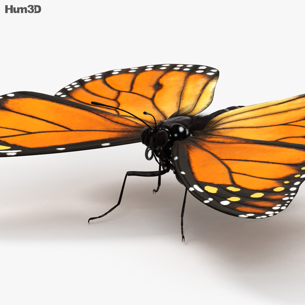 Animated Monarch Butterfly 3D model - Animals on Hum3D
