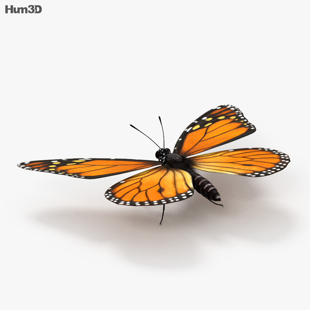 Monarch Butterfly HD 3d model