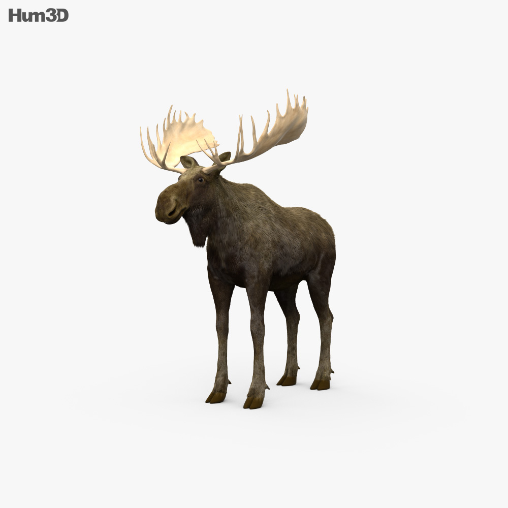 Animado Alce Modelo 3D - Animales on Hum3D