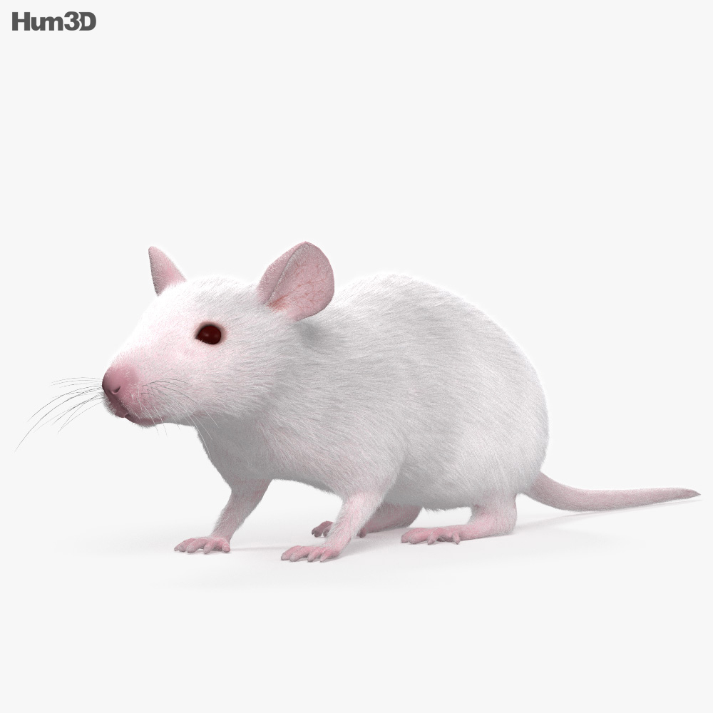 Animado Ratón blanco Modelo 3D - Animales on Hum3D
