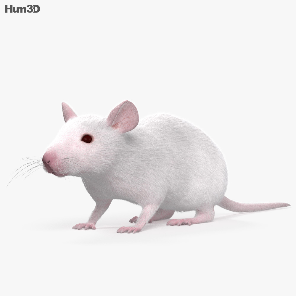 mouse 3 d