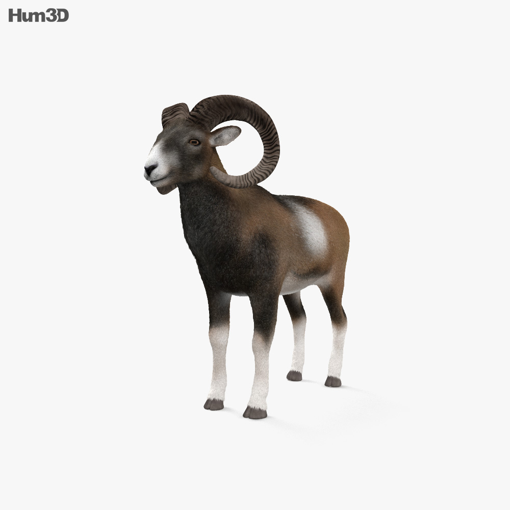 Mouflon HD 3d model
